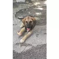 Foto dell\'animale COMUNE DI SALERNO - 380260006036774