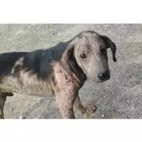 Foto dell\'animale COMUNE DI EBOLI - 380260004878118