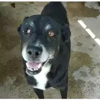 Foto dell\'animale COMUNE DI EBOLI - 380260004870627
