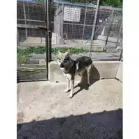 Foto dell\'animale COMUNE DI SALERNO - 380260160631783