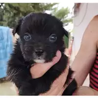Foto dell\'animale COMUNE DI EBOLI - 380260004878130