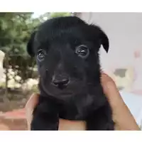 Foto dell\'animale COMUNE DI EBOLI - 380260004878102