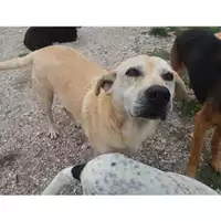 Foto dell\'animale COMUNE DI EBOLI - 380260041401445