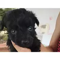 Foto dell\'animale COMUNE DI EBOLI - 380260004878114