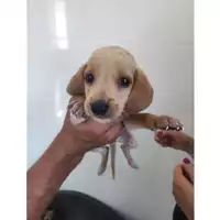 Foto dell\'animale COMUNE DI SALERNO - 380260006036786