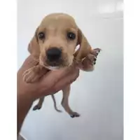 Foto dell\'animale COMUNE DI SALERNO - 380260006036830