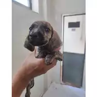 Foto dell\'animale COMUNE DI SALERNO - 380260006036785