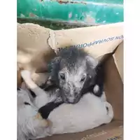 Foto dell\'animale COMUNE GIFFONI VALLE PIANA - 380260044813343