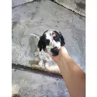 Foto dell\'animale COMUNE DI SALERNO - 380260006037553