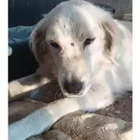 Foto dell\'animale COMUNE DI EBOLI - 380260004878221