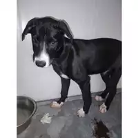 Foto dell\'animale COMUNE DI EBOLI - 380260004878571