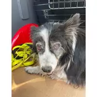 Foto dell\'animale COMUNE DI SALERNO - 380260006037138