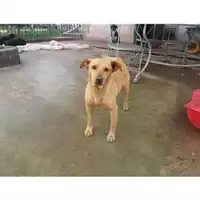 Foto dell\'animale COMUNE DI EBOLI - 380260041400892