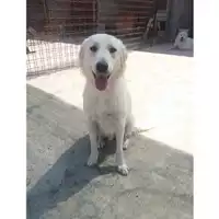 Foto dell\'animale COMUNE DI EBOLI - 380260042457273
