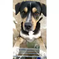 Foto dell\'animale COMUNE DI EBOLI - 380260042457062