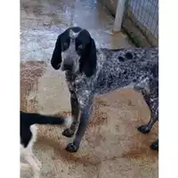 Foto dell\'animale COMUNE DI EBOLI - 380260042973676