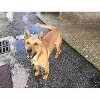 Foto dell\'animale COMUNE DI SALERNO - 380260042783608