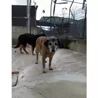 Foto dell\'animale COMUNE DI SALERNO - 941000001166618