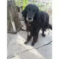 Foto dell\'animale COMUNE DI SALERNO - 968000003581345