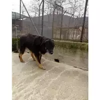 Foto dell\'animale COMUNE DI SALERNO - 941000001577382