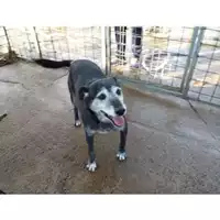 Foto dell\'animale COMUNE DI SALERNO - 941000001849565