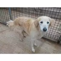 Foto dell\'animale COMUNE DI SALERNO - 968000003576240
