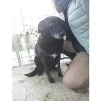 Foto dell\'animale COMUNE DI SALERNO - 968000003576220