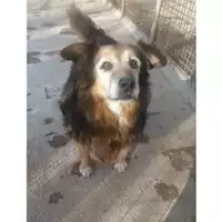 Foto dell\'animale COMUNE DI SALERNO - 941000001751336