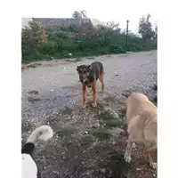 Foto dell\'animale COMUNE DI SALERNO - 941000001820262