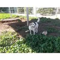 Foto dell\'animale COMUNE DI SALERNO - 941000001767258