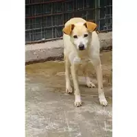 Foto dell\'animale COMUNE DI SALERNO - 380260043973075