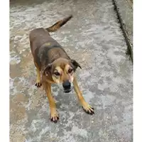 Foto dell\'animale COMUNE DI SALERNO - 380260040468954