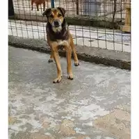 Foto dell\'animale COMUNE DI SALERNO - 380260040469318