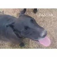 Foto dell\'animale COMUNE DI SALERNO - 380260040478689