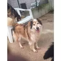 Foto dell\'animale COMUNE DI SALERNO - 982009102410062