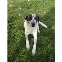 Foto dell\'animale COMUNE DI SALERNO - 380260040482753