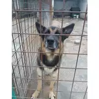 Foto dell\'animale COMUNE DI SALERNO - 380260040813056