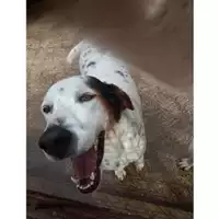 Foto dell\'animale COMUNE DI SALERNO - 380260002233959