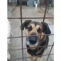 Foto dell\'animale COMUNE DI SALERNO - 380260041191559