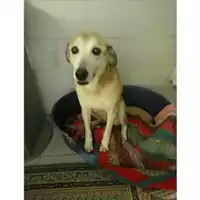 Foto dell\'animale COMUNE DI SALERNO - 968000005781502