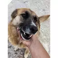 Foto dell\'animale COMUNE DI SALERNO - 380260041408634