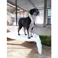 Foto dell\'animale COMUNE DI SALERNO - 941000001716821