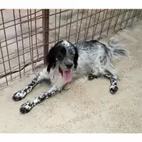 Foto dell\'animale COMUNE DI SALERNO - 380260042455860
