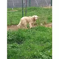 Foto dell\'animale COMUNE DI SALERNO - 380260041417972