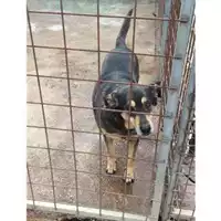 Foto dell\'animale COMUNE DI SALERNO - 380260040470931