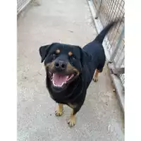Foto dell\'animale COMUNE DI SALERNO - 380260041459108