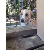 Foto dell\'animale COMUNE DI SALERNO - 380260042338900