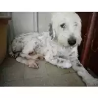Foto dell\'animale COMUNE DI SALERNO - 380260042973652
