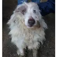 Foto dell\'animale COMUNE DI SALERNO - 380260042974254