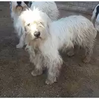 Foto dell\'animale COMUNE DI SALERNO - 380260042974094